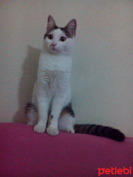 Tekir Kedi, Kedi  şezük fotoğrafı