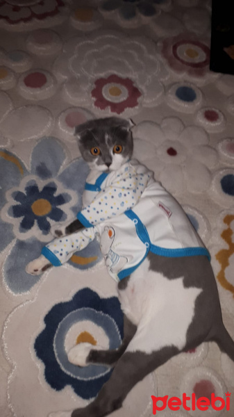 Scottish Fold, Kedi  PAMUK fotoğrafı