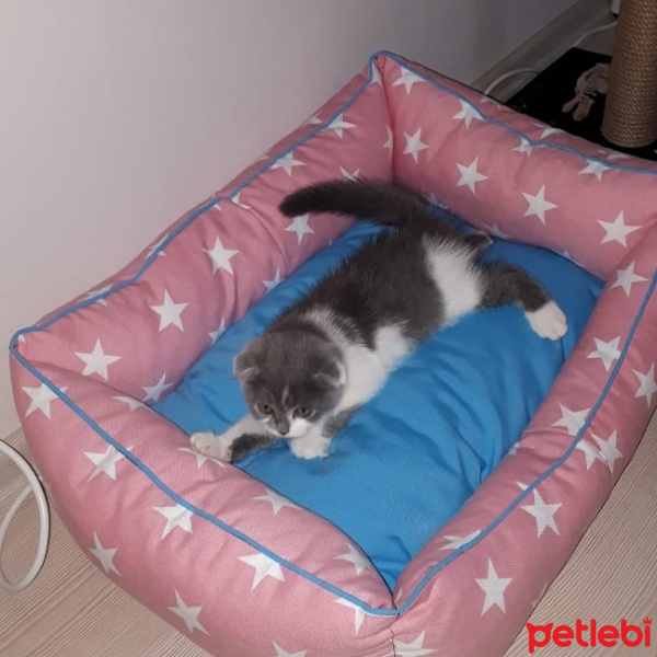 Scottish Fold, Kedi  PAMUK fotoğrafı