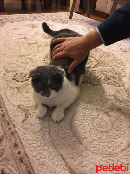 Scottish Fold, Kedi  PAMUK fotoğrafı