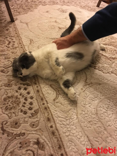 Scottish Fold, Kedi  PAMUK fotoğrafı