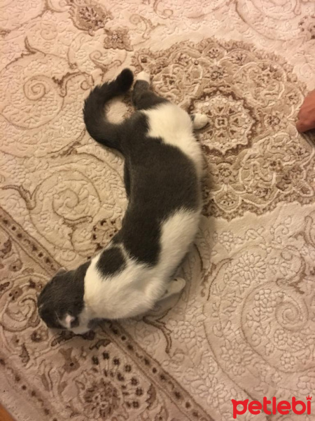 Scottish Fold, Kedi  PAMUK fotoğrafı