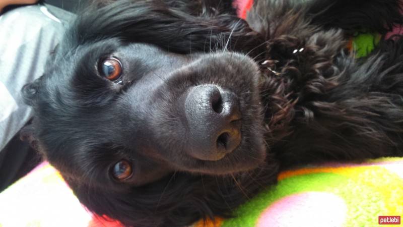 Amerikan Cocker Spaniel, Köpek  Gezi fotoğrafı
