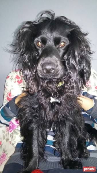Amerikan Cocker Spaniel, Köpek  Gezi fotoğrafı