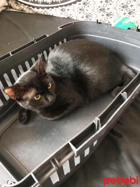 Bombay, Kedi  Sia fotoğrafı