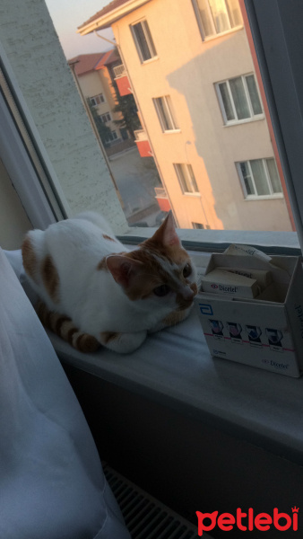 Tekir Kedi, Kedi  Miya fotoğrafı