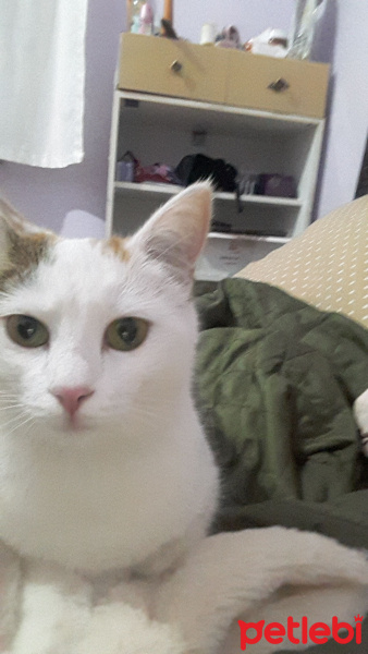 Tekir Kedi, Kedi  Misket fotoğrafı