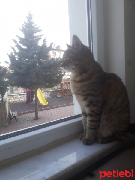 Tekir Kedi, Kedi  Fıstık fotoğrafı