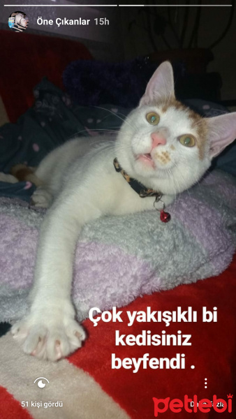 Sarman, Kedi  Çarşaf fotoğrafı