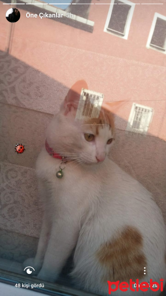 Sarman, Kedi  Çarşaf fotoğrafı
