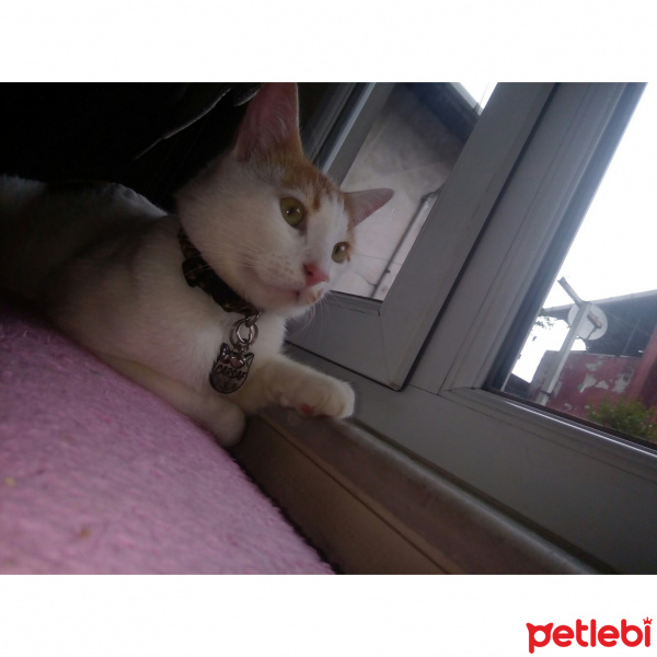 Sarman, Kedi  Çarşaf fotoğrafı