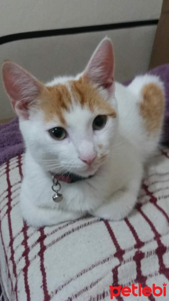 Sarman, Kedi  Çarşaf fotoğrafı