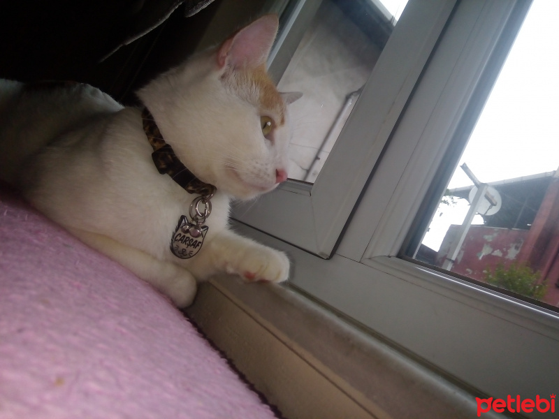 Sarman, Kedi  Çarşaf fotoğrafı