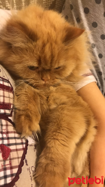 İran Kedisi (Persian), Kedi  Balım fotoğrafı