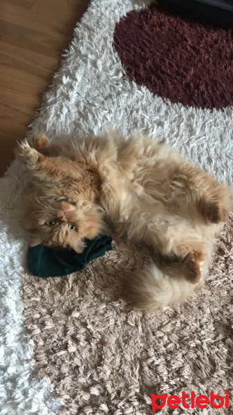 İran Kedisi (Persian), Kedi  Balım fotoğrafı