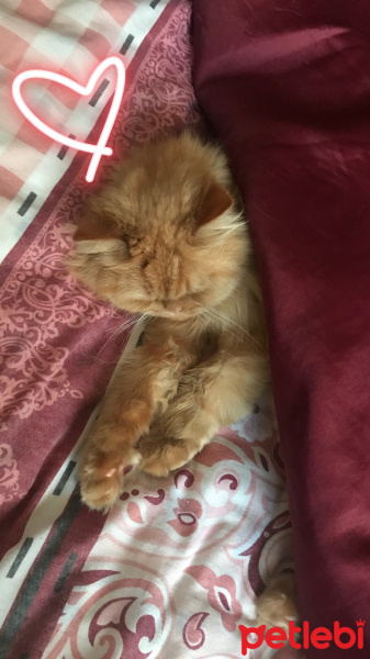 İran Kedisi (Persian), Kedi  Balım fotoğrafı
