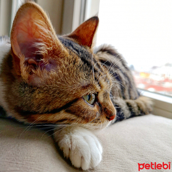 Tekir Kedi, Kedi  Şifa fotoğrafı