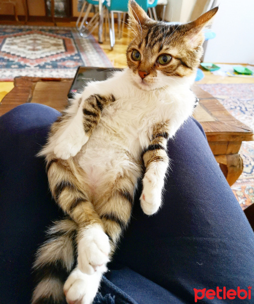 Tekir Kedi, Kedi  Şifa fotoğrafı