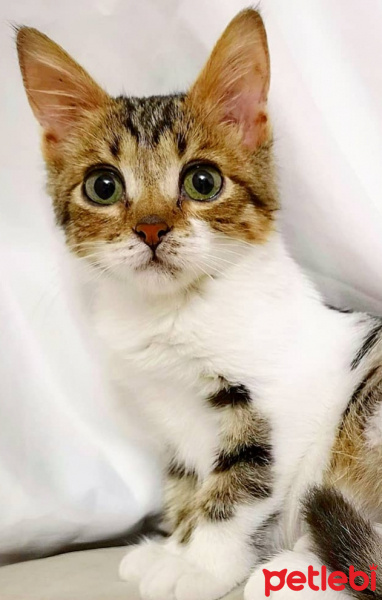 Tekir Kedi, Kedi  Şifa fotoğrafı