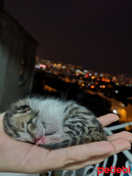 Tekir Kedi, Kedi  Şifa fotoğrafı
