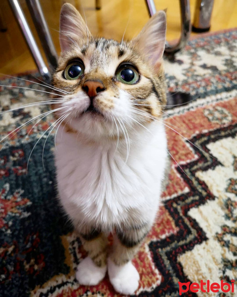 Tekir Kedi, Kedi  Şifa fotoğrafı