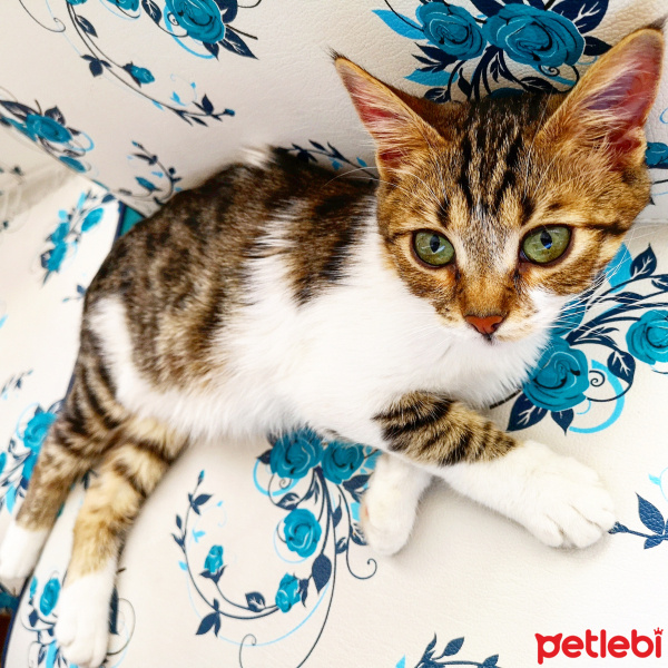 Tekir Kedi, Kedi  Şifa fotoğrafı