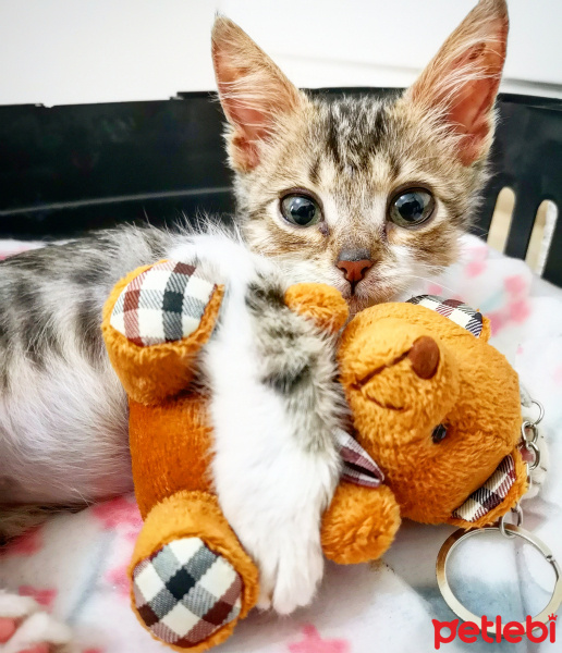 Tekir Kedi, Kedi  Şifa fotoğrafı