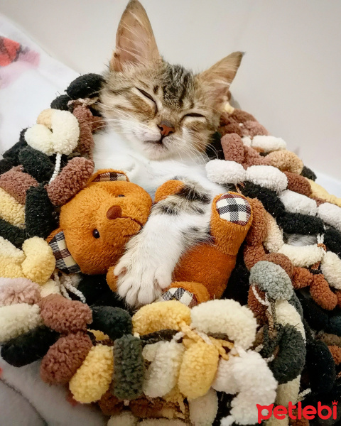 Tekir Kedi, Kedi  Şifa fotoğrafı