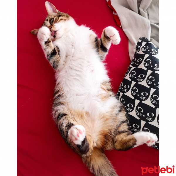 Tekir Kedi, Kedi  Şifa fotoğrafı