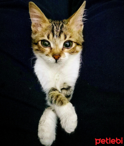 Tekir Kedi, Kedi  Şifa fotoğrafı