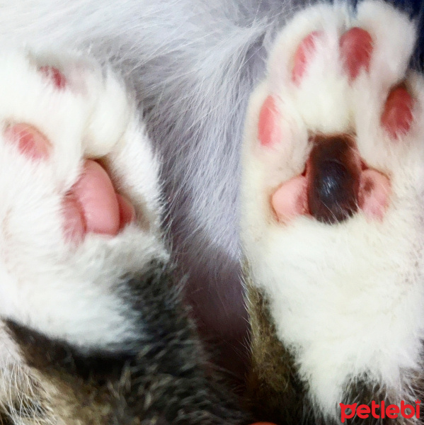 Tekir Kedi, Kedi  Şifa fotoğrafı