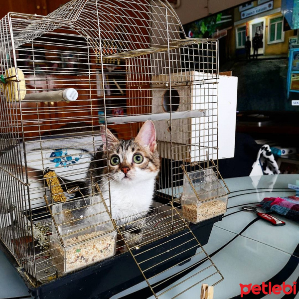 Tekir Kedi, Kedi  Şifa fotoğrafı