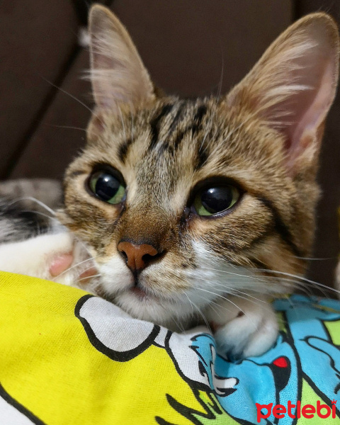 Tekir Kedi, Kedi  Şifa fotoğrafı