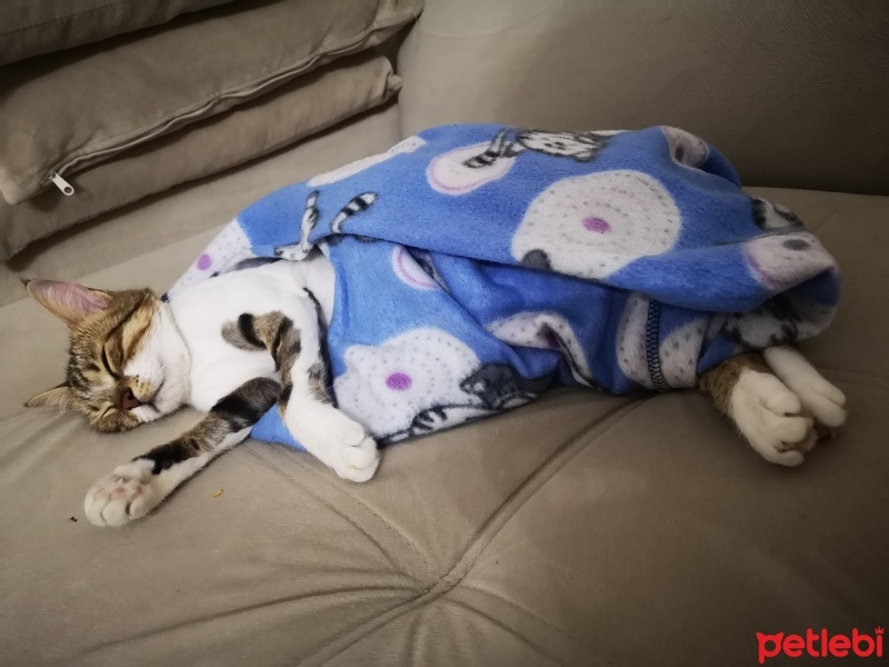 Tekir Kedi, Kedi  Şifa fotoğrafı