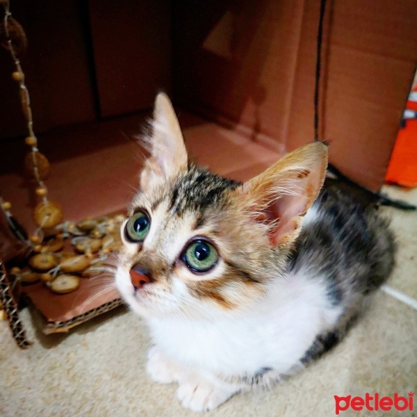 Tekir Kedi, Kedi  Şifa fotoğrafı
