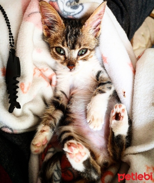 Tekir Kedi, Kedi  Şifa fotoğrafı