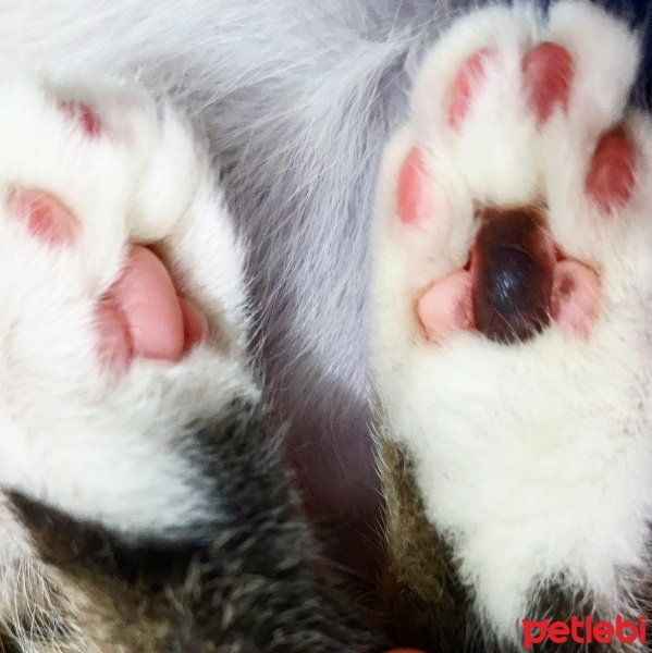 Tekir Kedi, Kedi  Şifa fotoğrafı
