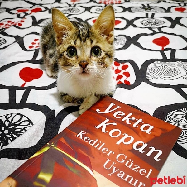 Tekir Kedi, Kedi  Şifa fotoğrafı