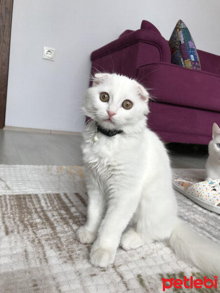 Scottish Fold, Kedi  Venüs fotoğrafı