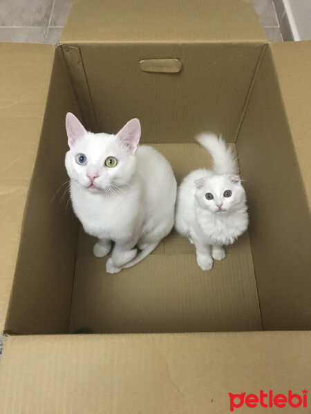 Scottish Fold, Kedi  Venüs fotoğrafı