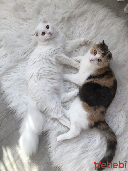 Scottish Fold, Kedi  Venüs fotoğrafı