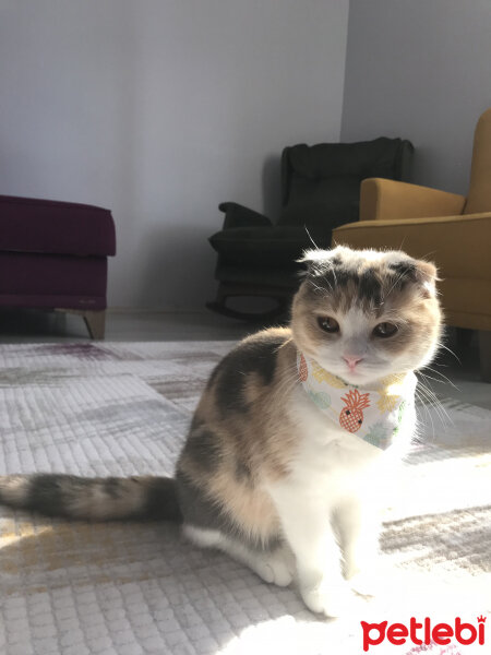 Scottish Fold, Kedi  Maya fotoğrafı