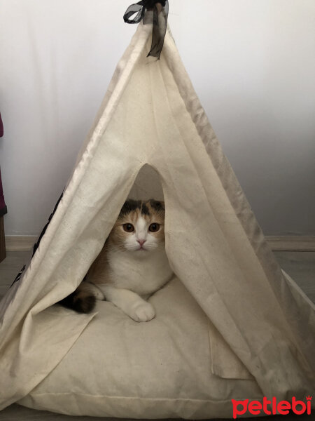 Scottish Fold, Kedi  Maya fotoğrafı