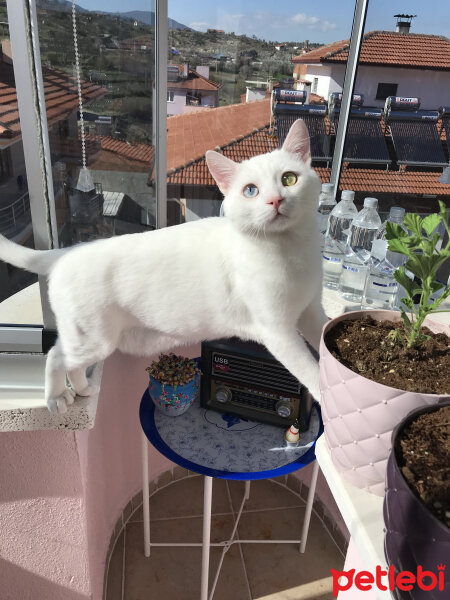 Van Kedisi, Kedi  Maşa fotoğrafı