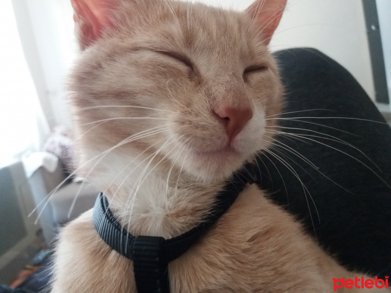 Sarman, Kedi  Tarçın fotoğrafı