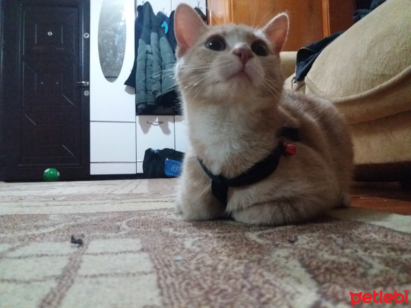 Sarman, Kedi  Tarçın fotoğrafı