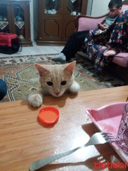Sarman, Kedi  Tarçın fotoğrafı