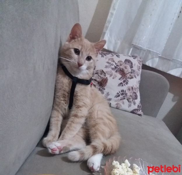 Sarman, Kedi  Tarçın fotoğrafı