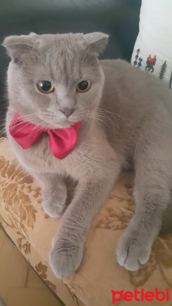 Scottish Fold, Kedi  Gray fotoğrafı