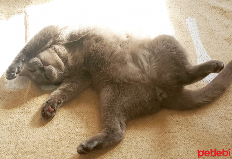 Scottish Fold, Kedi  Gray fotoğrafı